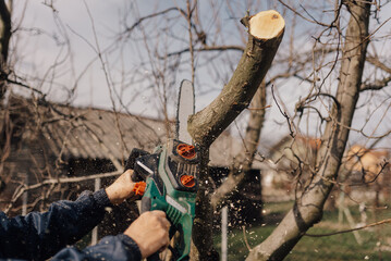 Gardener cutting tree branch with chainsaw in orchard during winter pruning