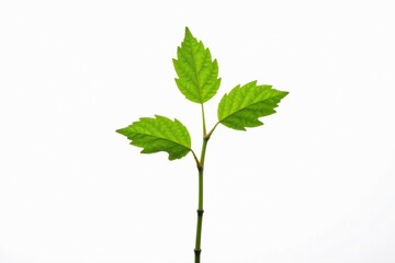 Single, delicate sapling against pure white backdrop , sprout, detail, overhead