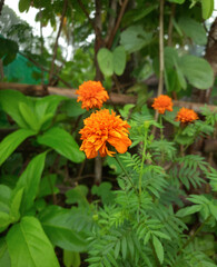 Bright orange bloom of the Mexican marigold (Tagetes erecta), paired with delicate fern-like leaves. Bold, fresh, and beautifully ornamental. a radiant display of natural beauty