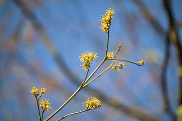 Yellow inflorescence on the bare branches of cornel (Cornus mas) in early spring, first food for bees, blue sky, copy space, selected focus