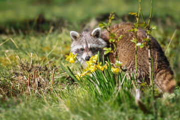 Raccoon (Procyon lotor) on a backyard meadow behind flowers looking to the camera, cute animal but invasive species and neozoan in Germany, Europe, copy space, selected focus