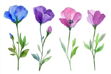 Watercolor floral illustration of four flowers in blue purple and pink on a white background artistic botanical style