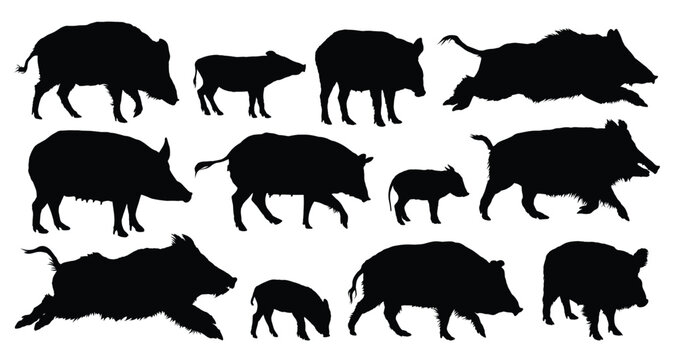 The set of silhouettes of wild boars.
