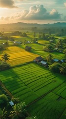 Ultra HD Drone Masterpiece: Golden Sunlight Over Endless Lush Paddy Fields – Serene Rural Beauty in 8K Cinematic Splendor