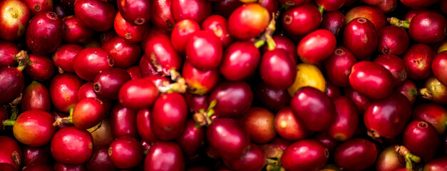 Banner coffee bean berry plant fresh seed. panoramic Ripe Red coffee tree growth green eco organic farm. Banner red ripe seed robusta arabica berries harvest coffee garden. Coffee bean tree copy space