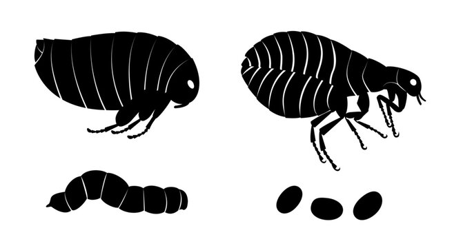 Illustrating the flea life cycle, highlighting various developmental stages from egg to larva and finally to adult flea