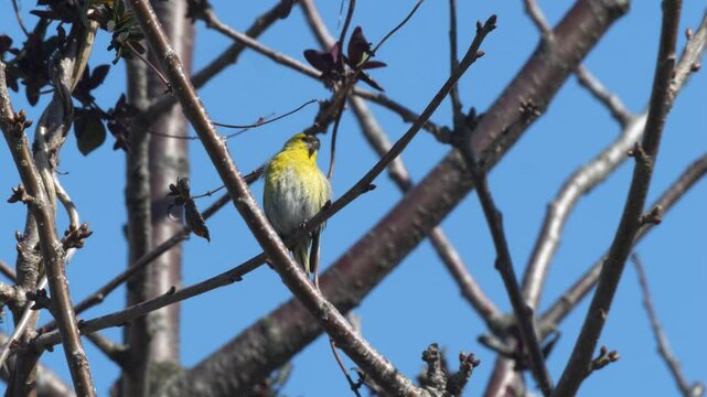Wildlife - Birds. Eurasian siskin (Spinus spinus), open areas with bushes with low plants, steppes are their habitat. They generally feed on grass seeds and cereal grains.