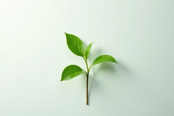 Obraz premium Single stem of green plant on white background, organic, nature