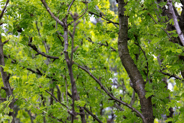 branches of acacia tree with green leaves