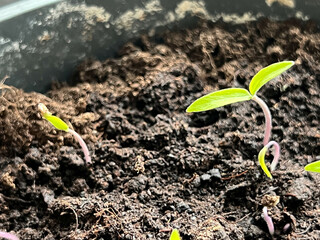Tomato seedlings sown in a pot at home, before pricking out. Close-up