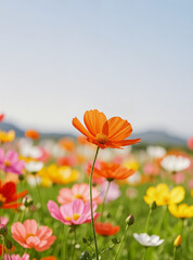 A orange flower in the colorful flower sea