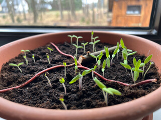 Tomato seedlings sown in a pot at home, before pricking out. Close-up