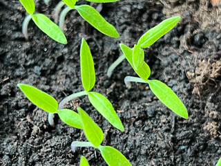 Tomato seedlings sown in a pot at home, before pricking out. Close-up