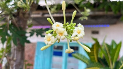 a bunch of flowers on the grass