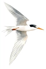 Obraz premium A watercolor depiction of a bird in graceful upward flight