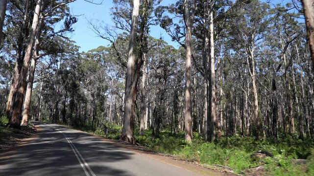 Boranup Forest scenic road winding through tall karri trees in Western Australia