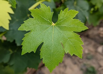 Close-up of a green grape leaf with visible veins, blurred background, macro photography. Stock photo.