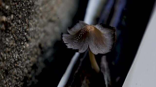 Fairy ink cap is a saprobic fungus that feeds on decaying organic matter. It is generally found growing in large groups above and beside wooden stumps.