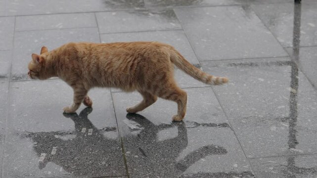 Orange cat walks across wet terrace near potted plants after rainfall