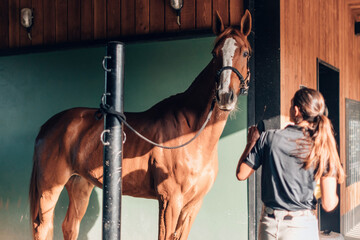 Veterinarian preparing brown horse for examination in stable