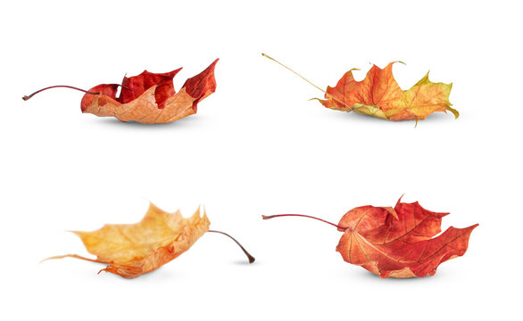 Fototapeta Four autumn fallen maple leaves stand out against a transparent background.