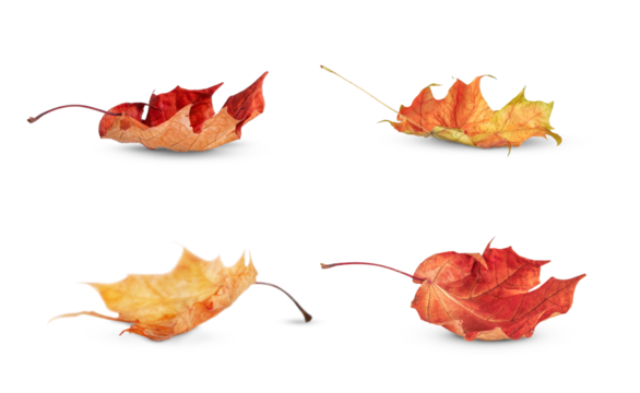 Four autumn fallen maple leaves stand out against a transparent background.