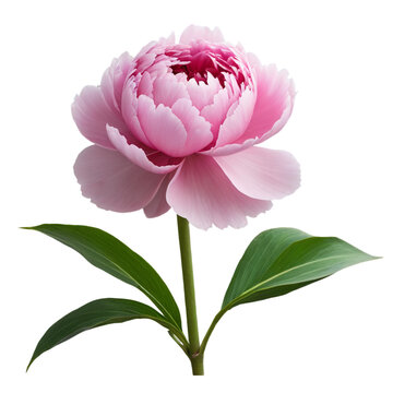 pink Peony isolated on white background 
