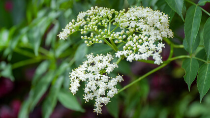 White Elderflower Blossoms on Lush Green Foliage