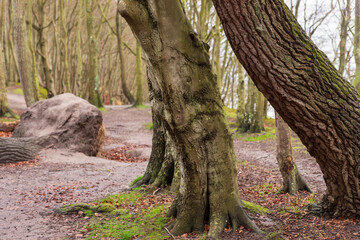 Märchenwald an der Küste auf der Insel Rügen