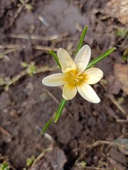 yellow crocus flower