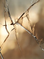 Abstract fractured glass pattern with blurred background for artistic visuals
