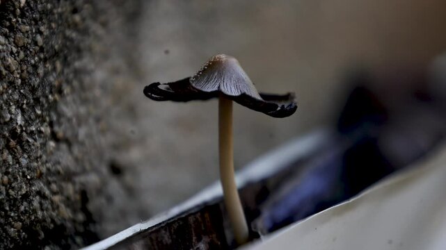Fairy ink cap is a saprobic fungus that feeds on decaying organic matter. It is generally found growing in large groups above and beside wooden stumps.