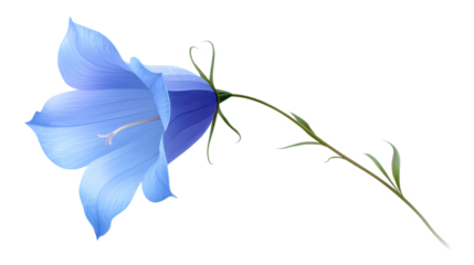 isolated transparent Background. single bluebell flower with curved stem, showcasing delicate petals and vibrant colors