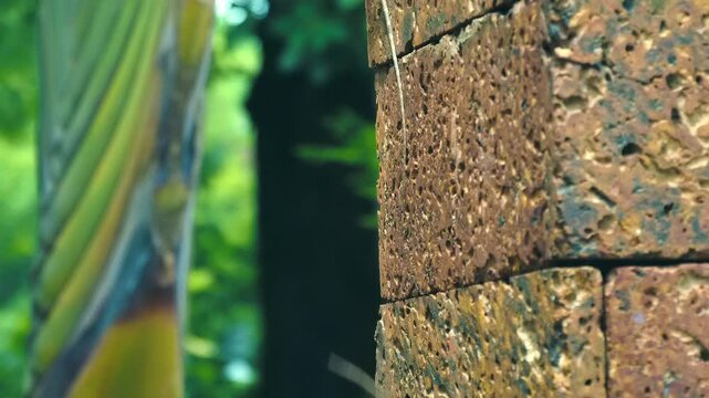 Oriental garden lizard or common garden lizard or also called the bloodsucker lizard is sitting on the terracotta brick wall against the&nbsp;trees, Cambodia. Closeup. Slow mo, slow motion, high speed came