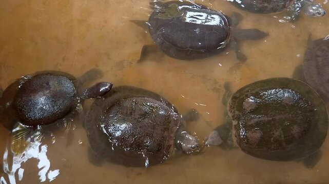 Asiatic softshell turtles or black-rayed softshell turtles (Amyda cartilaginea) swimming&nbsp;in&nbsp;still water and try to bite each other with their powerful jaws, Thailand. Closeup. Slow mo, slow motion