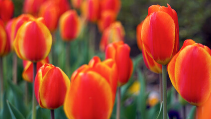チューリップの花畑 赤と黄色 春