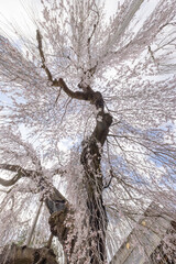 慈雲寺のイトザクラ