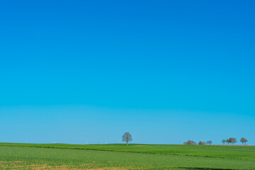Vast green field under a clear blue sky with a solitary tree on the horizon during midday