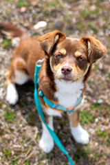 Brown and white mutt puppy dog sitting outdoor, looking up. Mix Breed