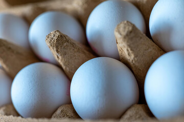 Fresh blue eggs nestled in an egg carton highlighting unique color and texture while ready for...
