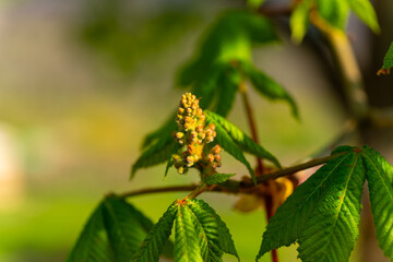 Blossoming chestnut tree with emerging flowers in a sunny spring setting in a quiet park