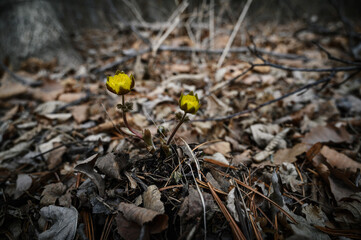 Close up view of the first spring flowers among withered leaves. Selective focus with shallow depth of field.