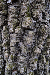 Tree bark texture closeup. Natural background.