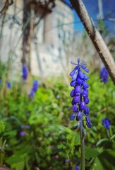 blue grape hyacinth