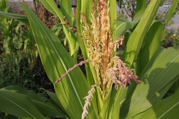 Corn plant in bloom with tassel in home garden