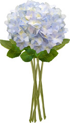 hydrangea blue bush leaf and branch vector20