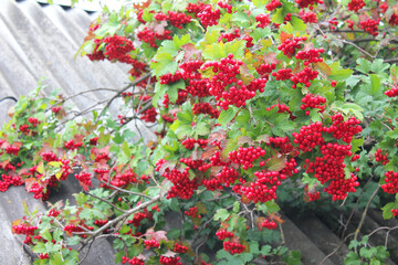 Bright red clusters of viburnum berries growing on a lush green bush
