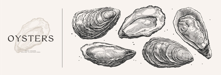 Large set of oysters. Seafood hand-drawn in engraving style. Perfect for use in seafood branding, menus, restaurant decor, marine designs, or packaging concepts.