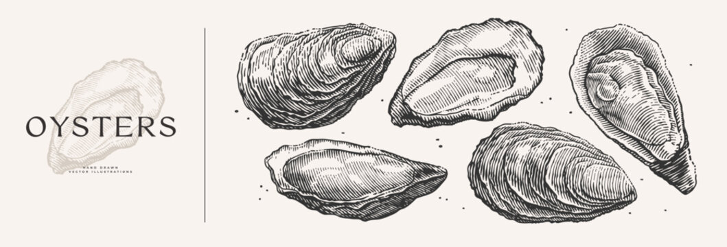 Large set of oysters. Seafood hand-drawn in engraving style. Perfect for use in seafood branding, menus, restaurant decor, marine designs, or packaging concepts.