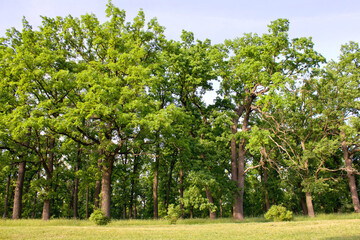 Oak trees with dense green foliage grow in a sunlit forest